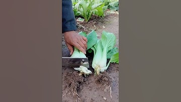 TL 71002001 mini rotary tillage and ridging all-in one hundred sixty five tree 🌴