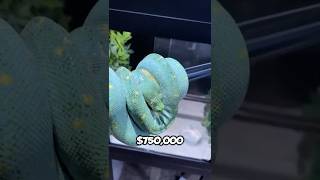 Top three most expensive snakes on Earth!๐๐จ๐