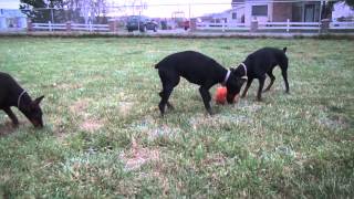 Pumpkin fest with Dobermans by familydobes 1,808 views 9 years ago 9 minutes, 38 seconds