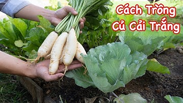 Cách Trồng Củ Cải Trắng Thu Hoạch Sau 50 Ngày Gieo Trồng