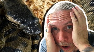 MY ANACONDA WONT EAT!! NOW WHAT?? | BRIAN BARCZYK