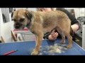 HOW TO HAND-STRIP A BORDER TERRIER (PET) の動画、YouTube動画。