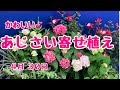 プチあじさいの寄せ植えドックサロン10周年のお祝いに　#プランツギャザリング