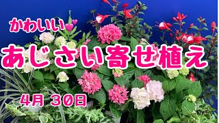 プチあじさいの寄せ植えドックサロン10周年のお祝いに　#プランツギャザリング