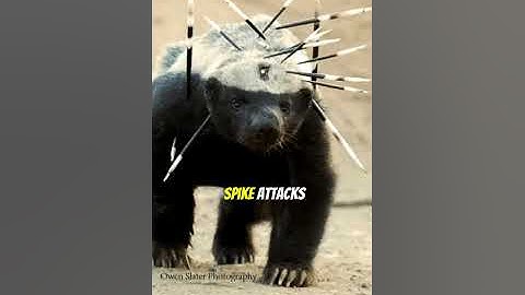 Why Honey Badgers Don