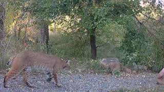 Bobcats Are Back