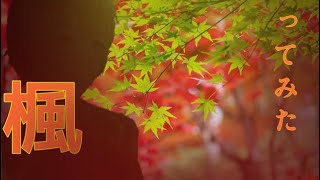 縲取･薙?上せ繝斐ャ繝???豁後▲縺ｦ縺ｿ縺