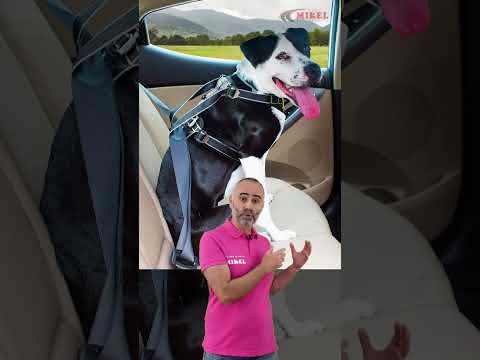 Video: ¿Deberían los perros llevar cinturón en el coche?