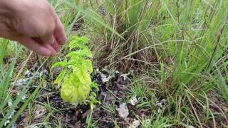 Food Forest, 1.5 years old in Northern Florida