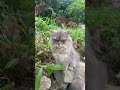 Si paling kalem diantara yang lain #nttpride #reggae #hiphop #cat #suncats #imut #kucing #cute