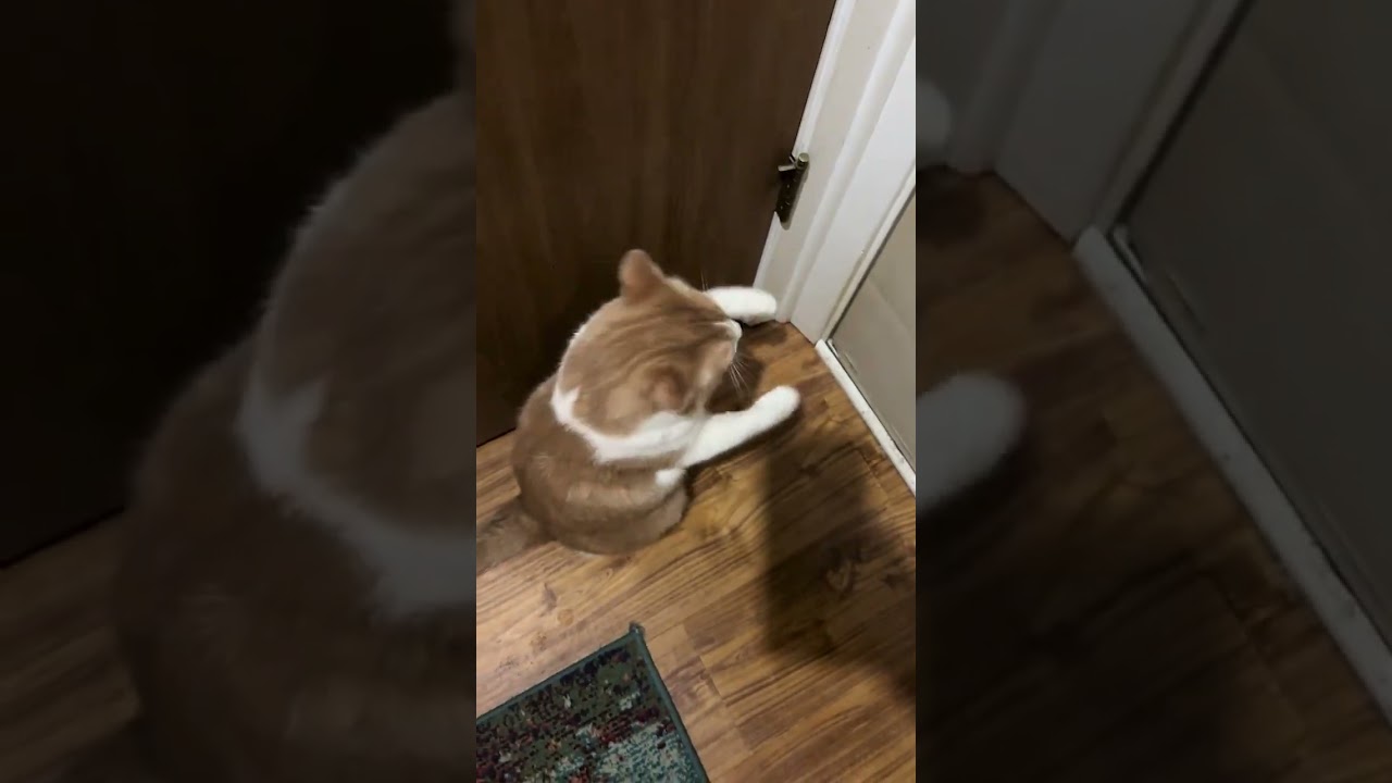 @skoochnchubba: Он так любит своего Уолтера. 