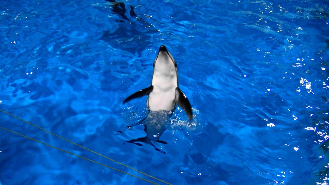 浅虫水族館のイルカショー Youtube 浅虫水族館のイルカショー Youtube