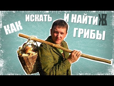 КАК НАЙТИ ГРИБЫ ТАМ ГДЕ БЫЛИ ДРУГИЕ ГРИБНИКИ. Советы от ЖКВ.