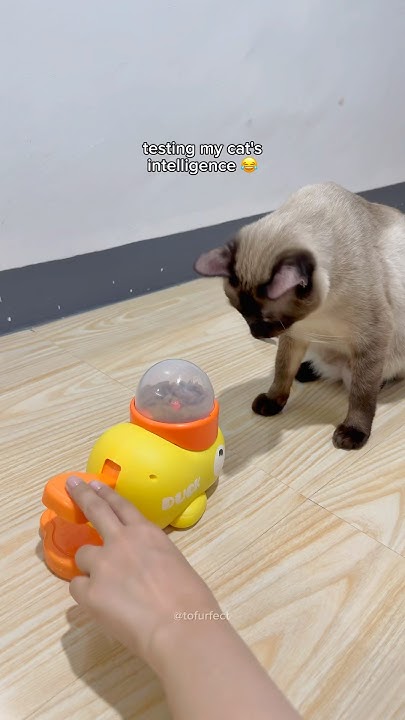 bro has cheated the system 😭 #cat - YouTube