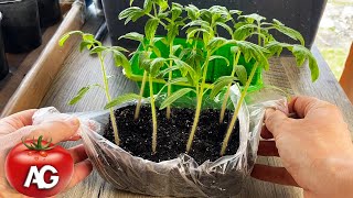 I transplant tomatoes only in this way. It will grow thick and green