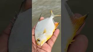 Great Golden Pomfret Fish Rescue! #shorts #pomfretfish #fishing