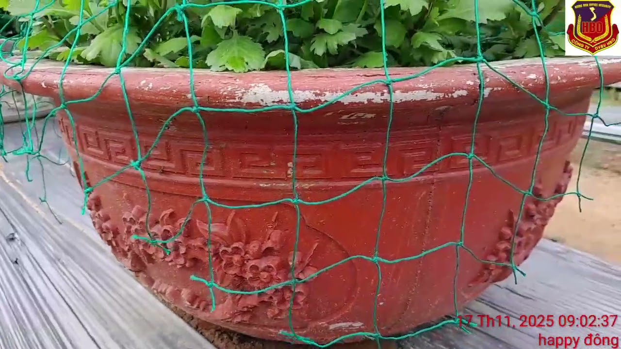 Cập nhật vườn hoa cúc pha Lê tết 2026