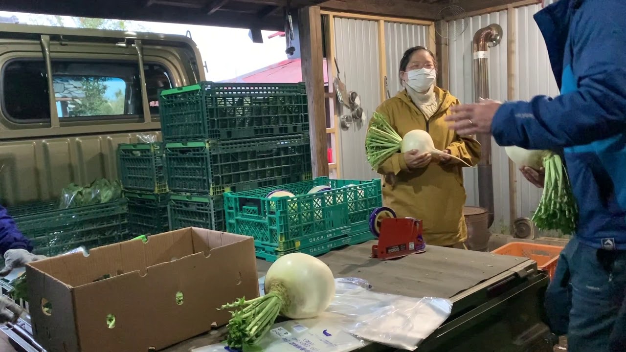 Shogoin radish shipping adjustment 20/3/2 - YouTube