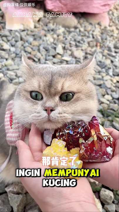 Babu and Milo find many gemstones #shorts #cats