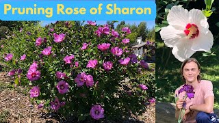 Rose of Sharon (Hibiscus syriacus) Pruning Guide - How to Prune Correctly for Maximum Flowers, Hedge