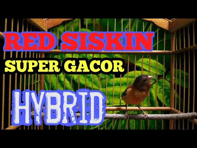 REDSISKIN KENARI HYBRID GACOR 🔥🔥  MASTERAN TERAMPUN BURUNG ISIAN LOMBA. class=