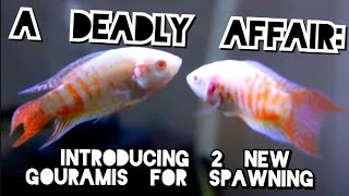 Body Language That Can Kill: How to Get Gouramis & Paradise Fish To Start Spawning.