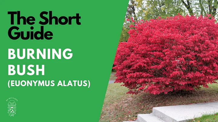 The Short Guide to the Burning Bush (Euonymus Alatus Compactus)