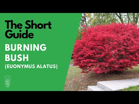 Video: Dværg Euonymus