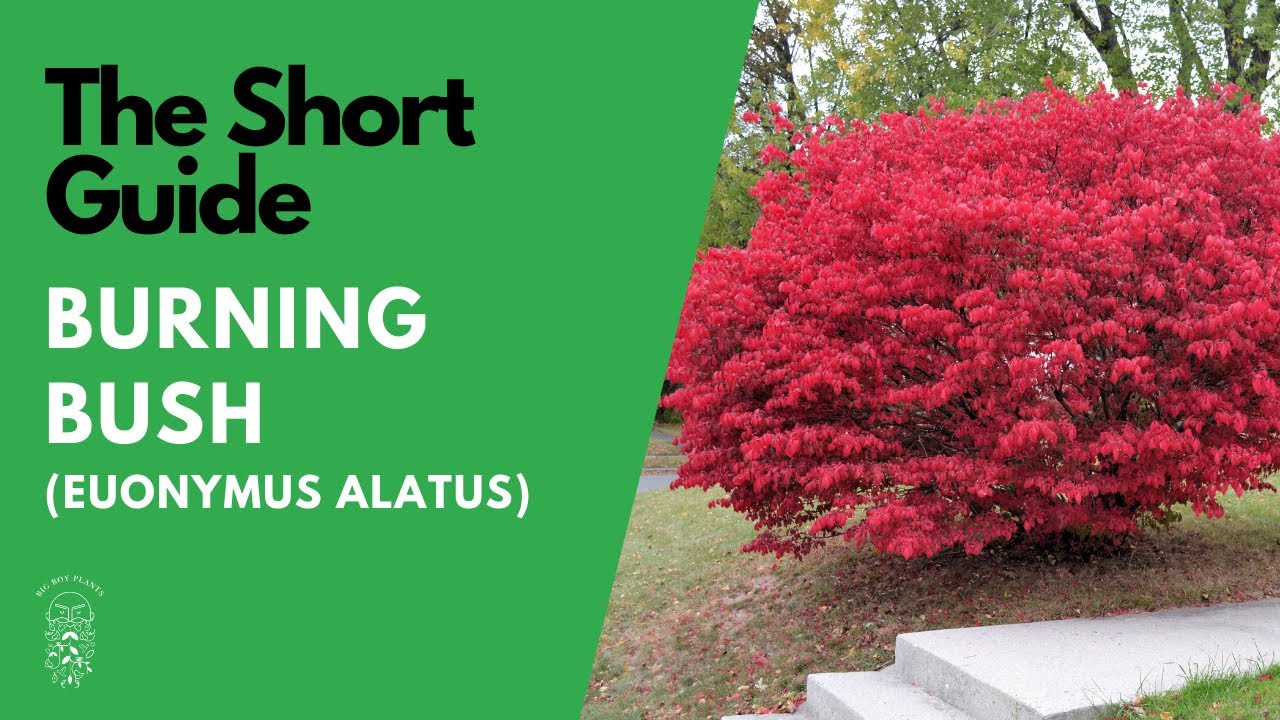 11 Stunning Bushes That Turn in the Fall | LoveToKnow