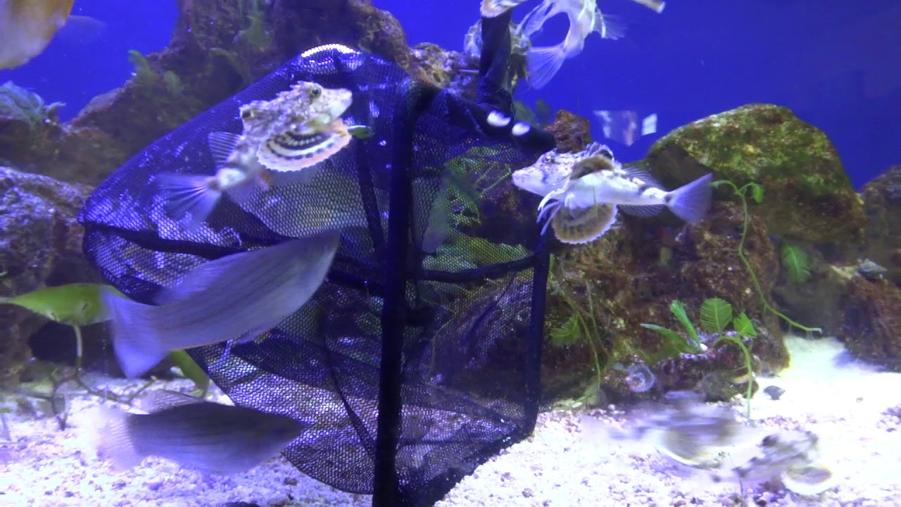 camera iphone 8 plus apk juvenile searobins feeding