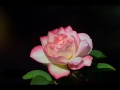 ماخذه هيبت ابوها وجمال امها