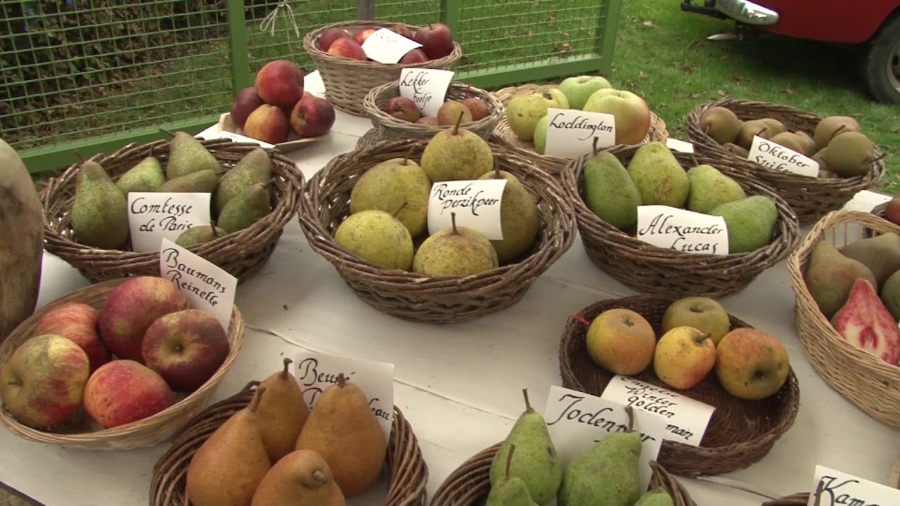 Klimaatstraatfeest en Oogstmarkt Heemskerk 2017