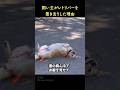 飼い主がレトリバーを置き去りにした理由
