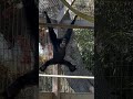 Sounds of siamangs.. Jasper & Cole #siamang #primate #ape #gibbon #animals #sanctuary #cuteanimal