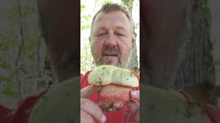 I present to you the Satan's bolete (rubroboletus satanas)!