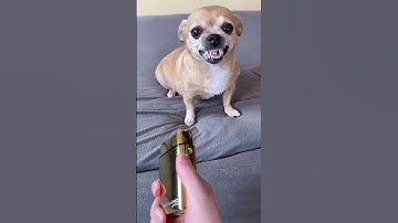 Thumbnail of My Dog is Smarter than Husky and Chihuahua 🔥😍