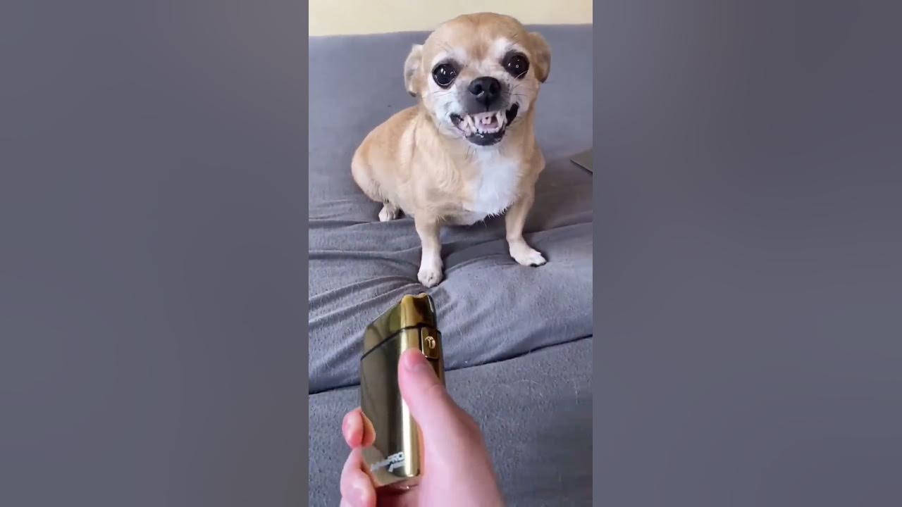 My Dog is Smarter than Husky and Chihuahua 🔥😍 My Dog is Smarter than Husky and Chihuahua 🔥😍