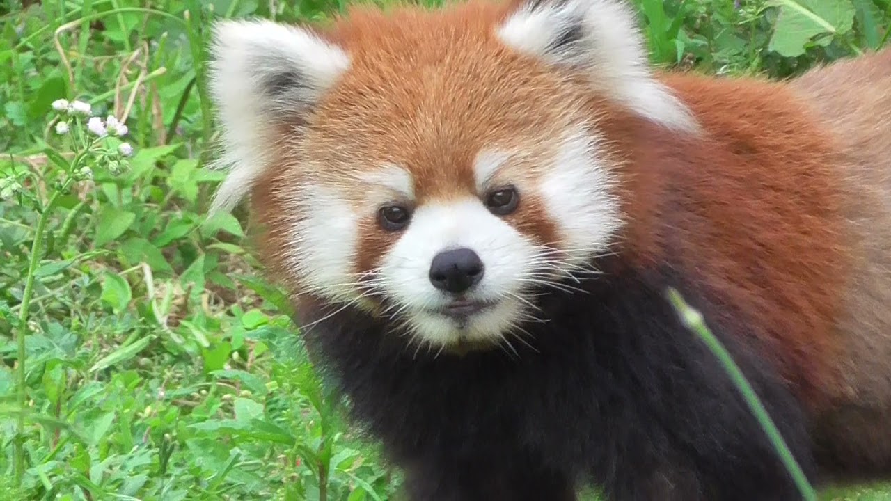 東武動物公園 レッサーパンダ Youtube