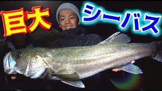 生きたアジを泳がせて巨大なシーバスをゲット！！