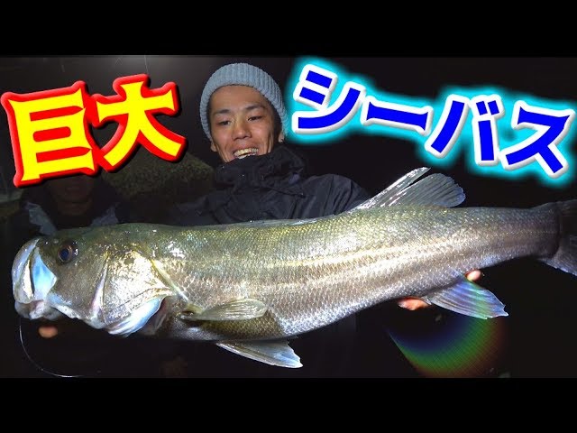 Fishing Seabass Using Horse Mackerel Youtube