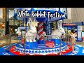 The famous white rabbit of china