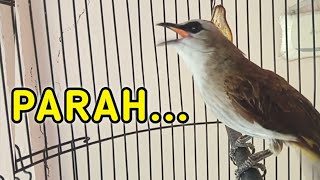 Suara PIKAT burung TRUCUKAN suara variasi NGALAS pancingan trucukan agar bunyi