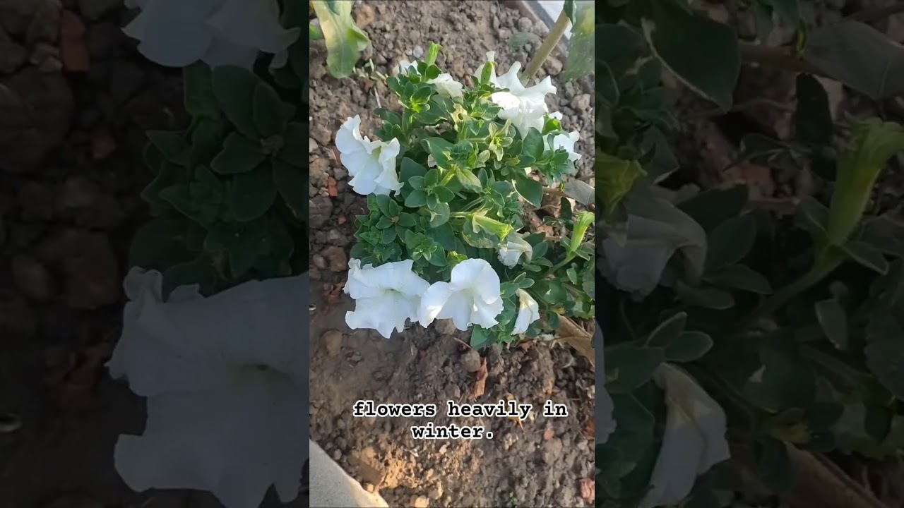 সাদা পিটুনিয়া ফুল গাছ🏳️🏳️