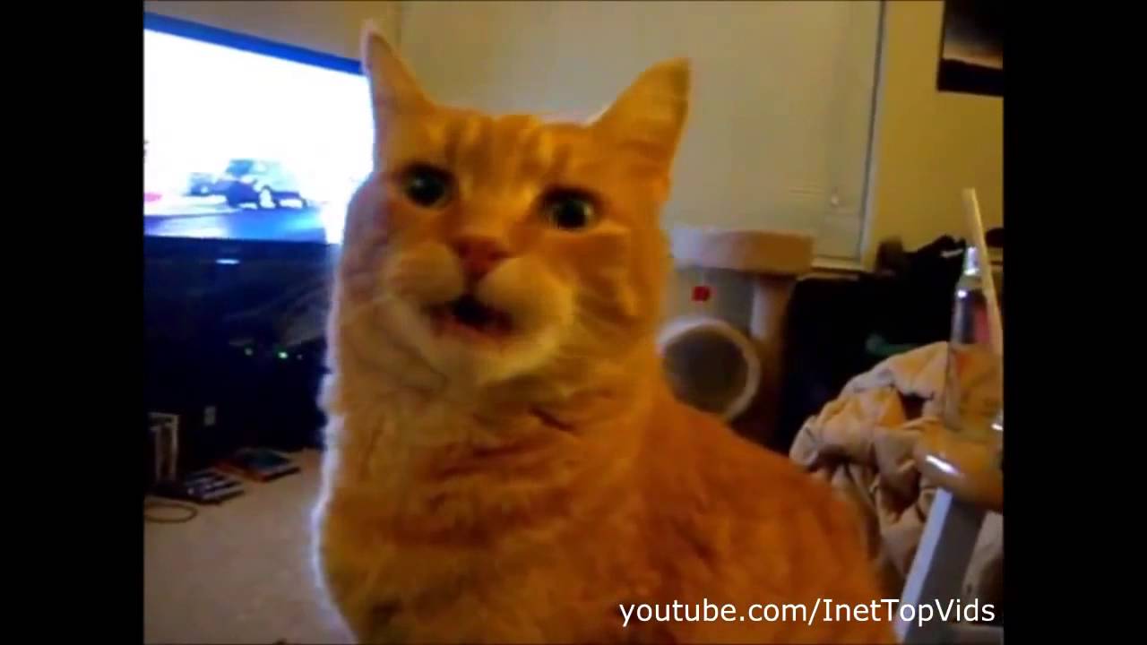 Ютуб ржачные видео