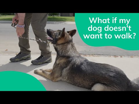 Video: Pitajte veterinara: Moj pas ne želi ići na šetnje, ali treba vježbu. Što da radim?