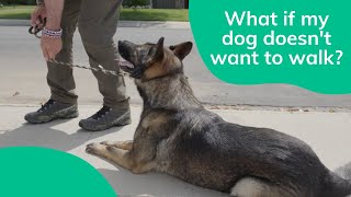 What To Do When a Dog Doesn