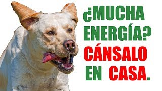 CANSA a tu PERRO en CASA 😱 [Perros con MUCHA ENERGÍA - FUNCIONA] by Adiestramiento Canino con EnricEnPositivo 64,986 views 4 years ago 8 minutes, 18 seconds