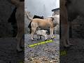 Baby goat: From Rejected to Loved #babyanimal #animals