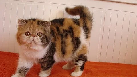 Watch the video about Exotic shorthair calico girl - PL*Hello Sweety LADY GAGA