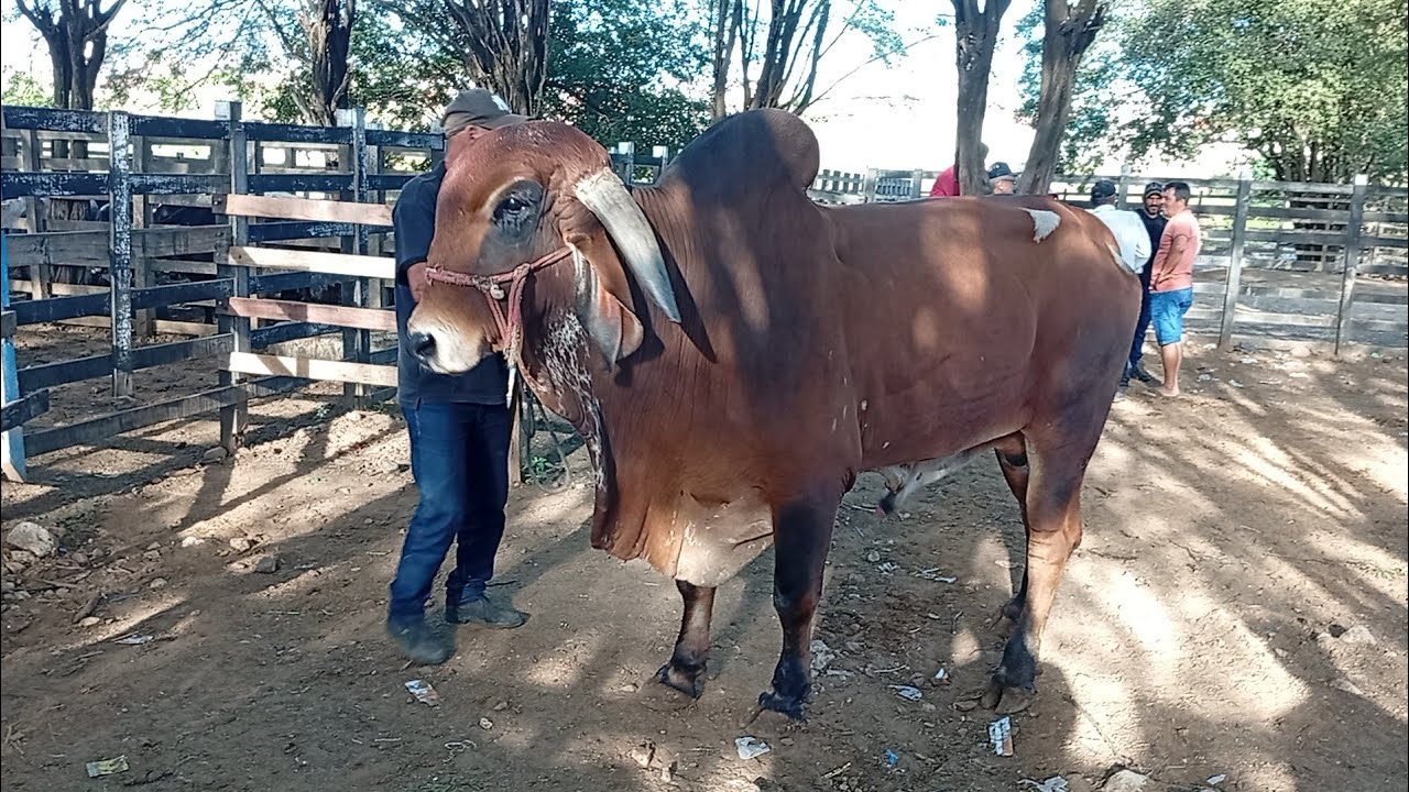 Feira de Gado de Monteiro PB 04/07/2026